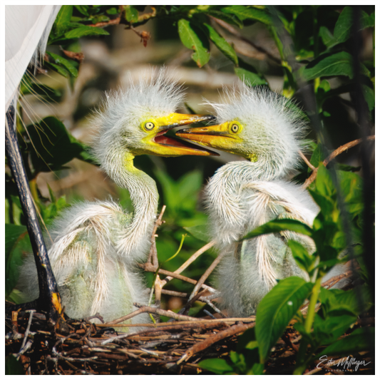 Main image "Fluffy Dinosaurs" - Baby Great Egrets