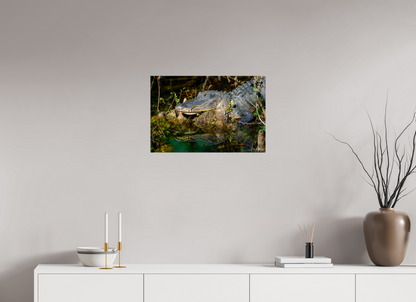 24 x 16″, Metal "Shadow of the Cypress" - American Alligator