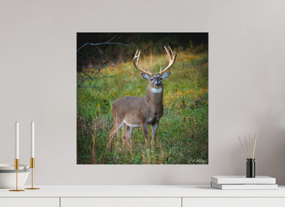20 x 20″, Canvas "Majesty of the cove" - White-tailed Buck
