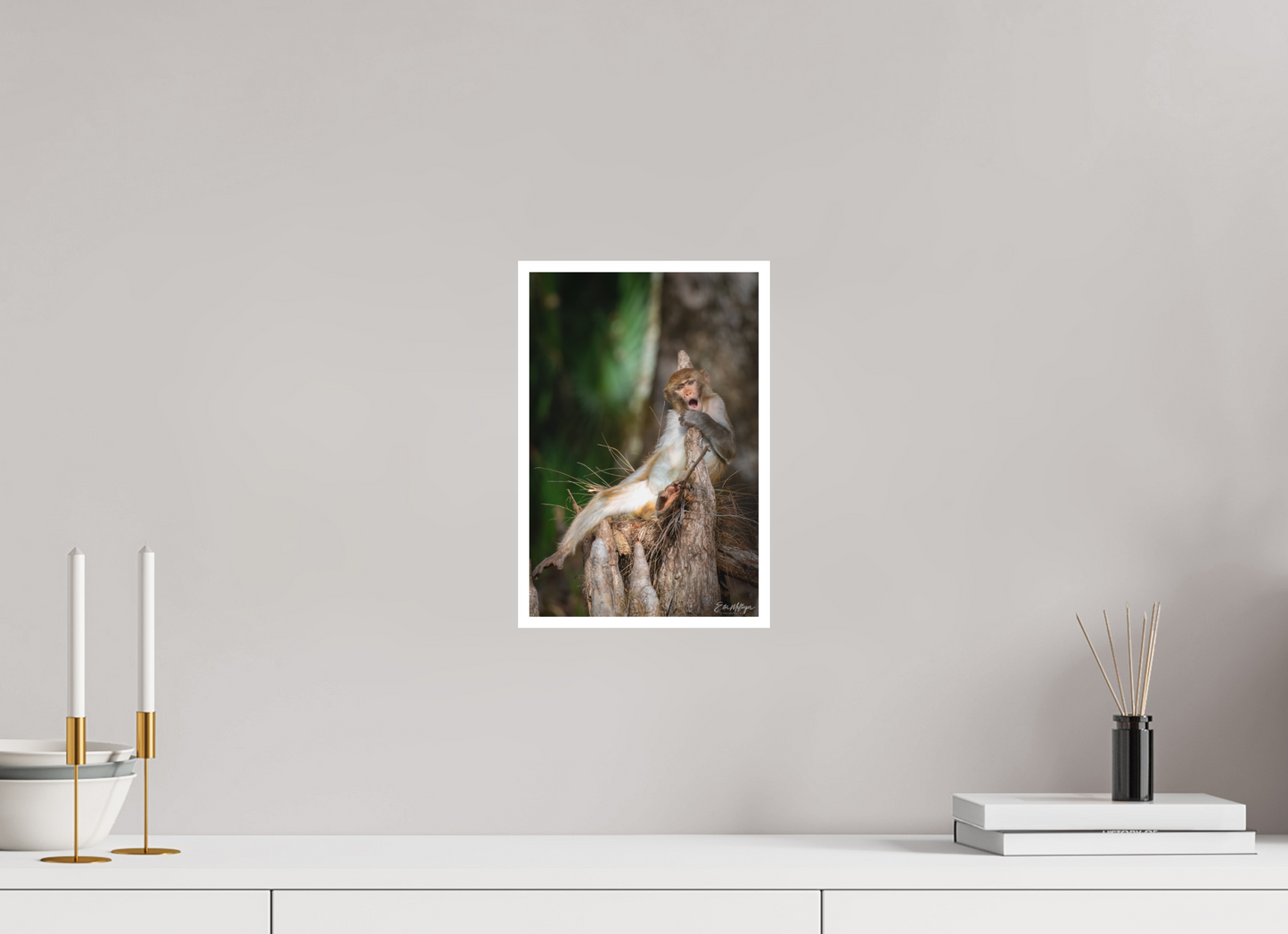 8 x 12″, Fine art print "Silver Song" - Rhesus Macaque