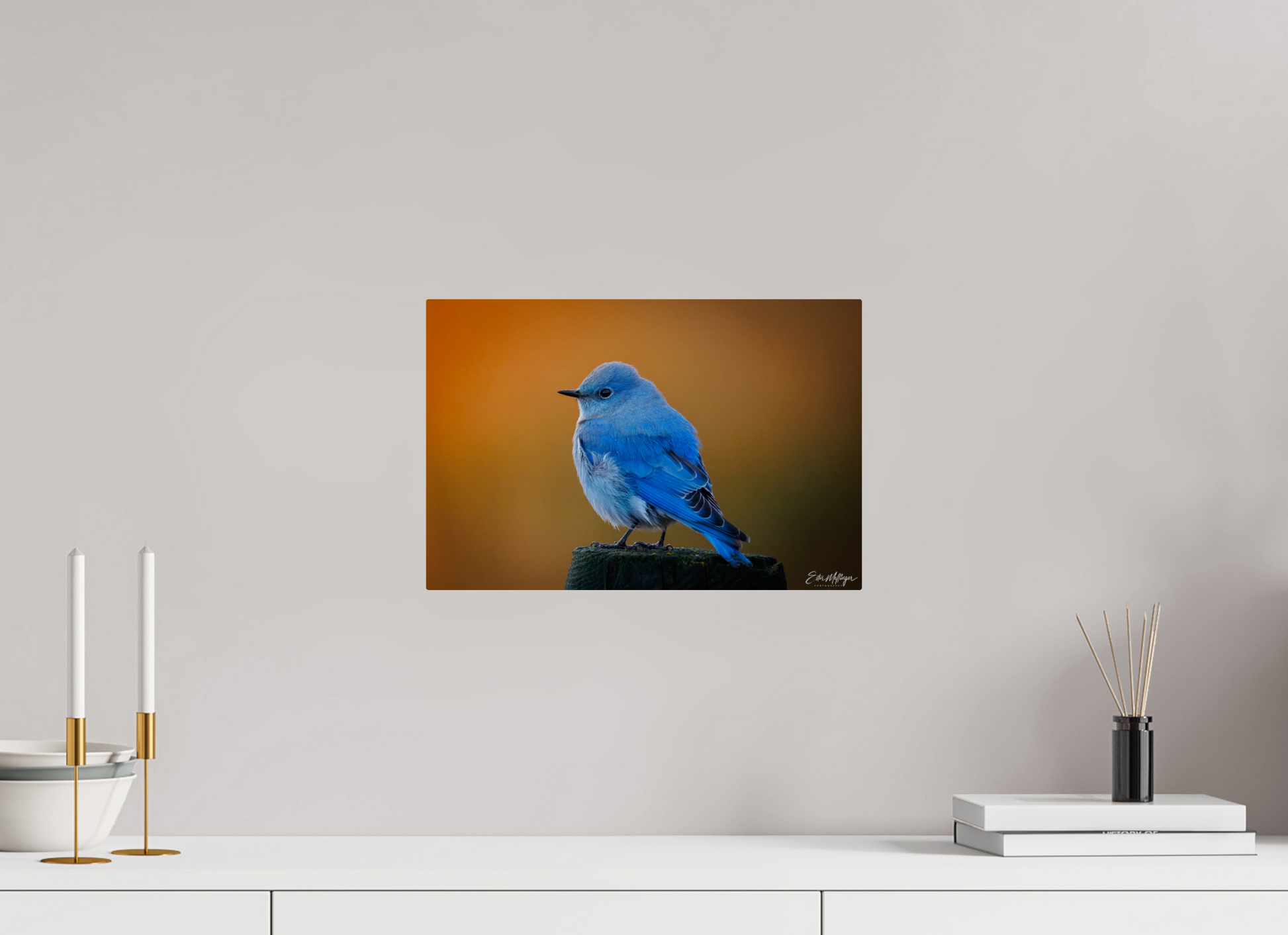 15 x 10″, Metal "Sunrise Blue" - Mountain Bluebird