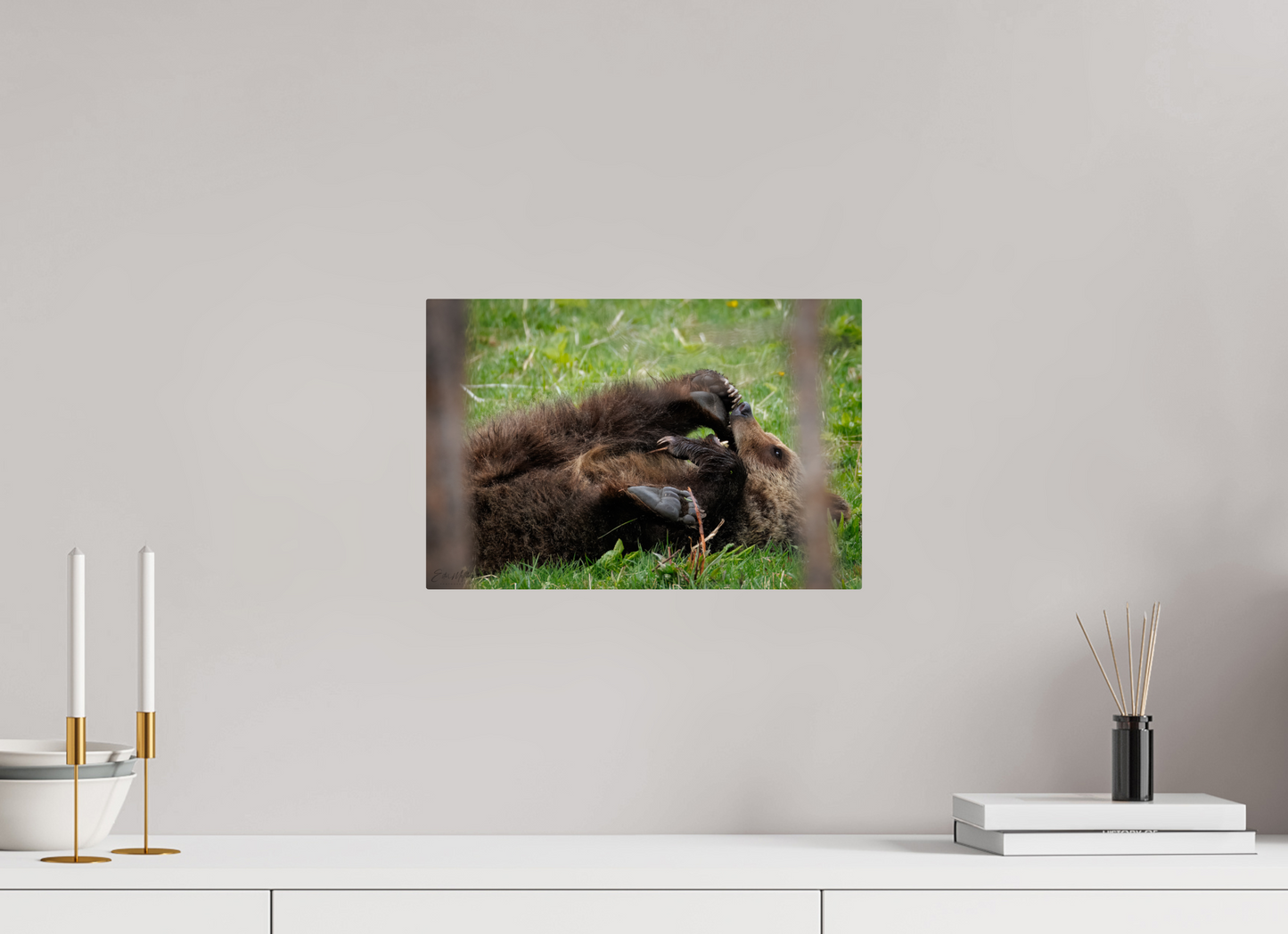 15 x 10″, Metal "Playful Beginnings" - Grizzly Bear