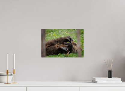 15 x 10″, Metal "Playful Beginnings" - Grizzly Bear