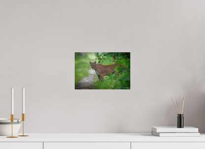 12 x 8″, Acrylic Ghost of the Green Forest - Florida Panther