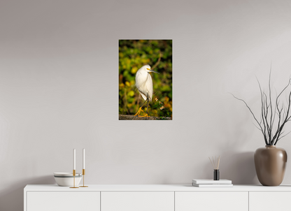 16 x 24″, Metal "Golden Light, White Silence" - Great Egret