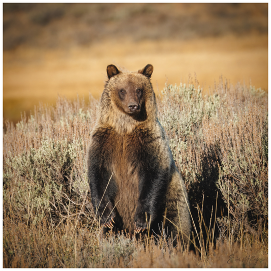 Main image "Standing Tall" - Grizzly Bear