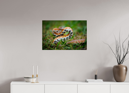 30 x 20″, Acrylic "Wild Pattern" - Florida Corn Snake