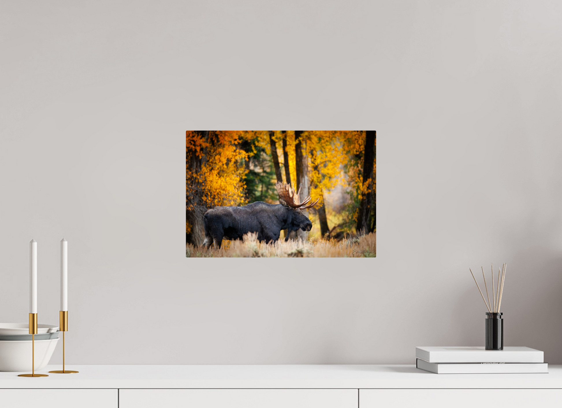 15 x 10″, Metal "Majesty in the rain" - Bull moose