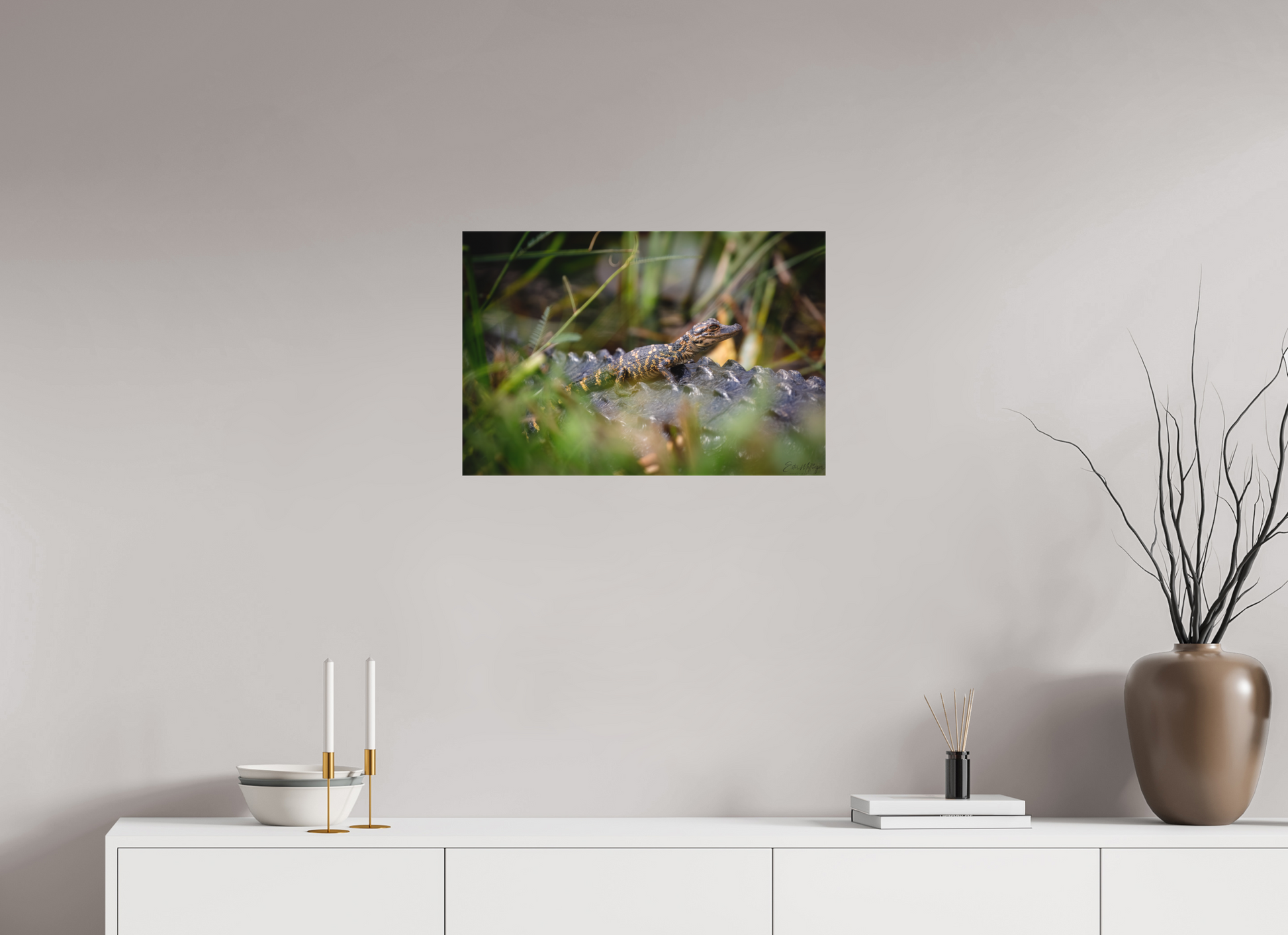 24 x 16″, Canvas "Backseat Explorer" - Baby Alligator