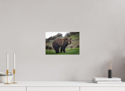 12 x 8″, Metal "Stormy Charm" - Grizzly Bear