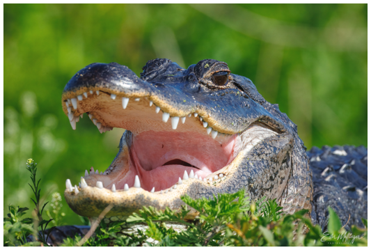 Main image "Wide Open" - American Alligator