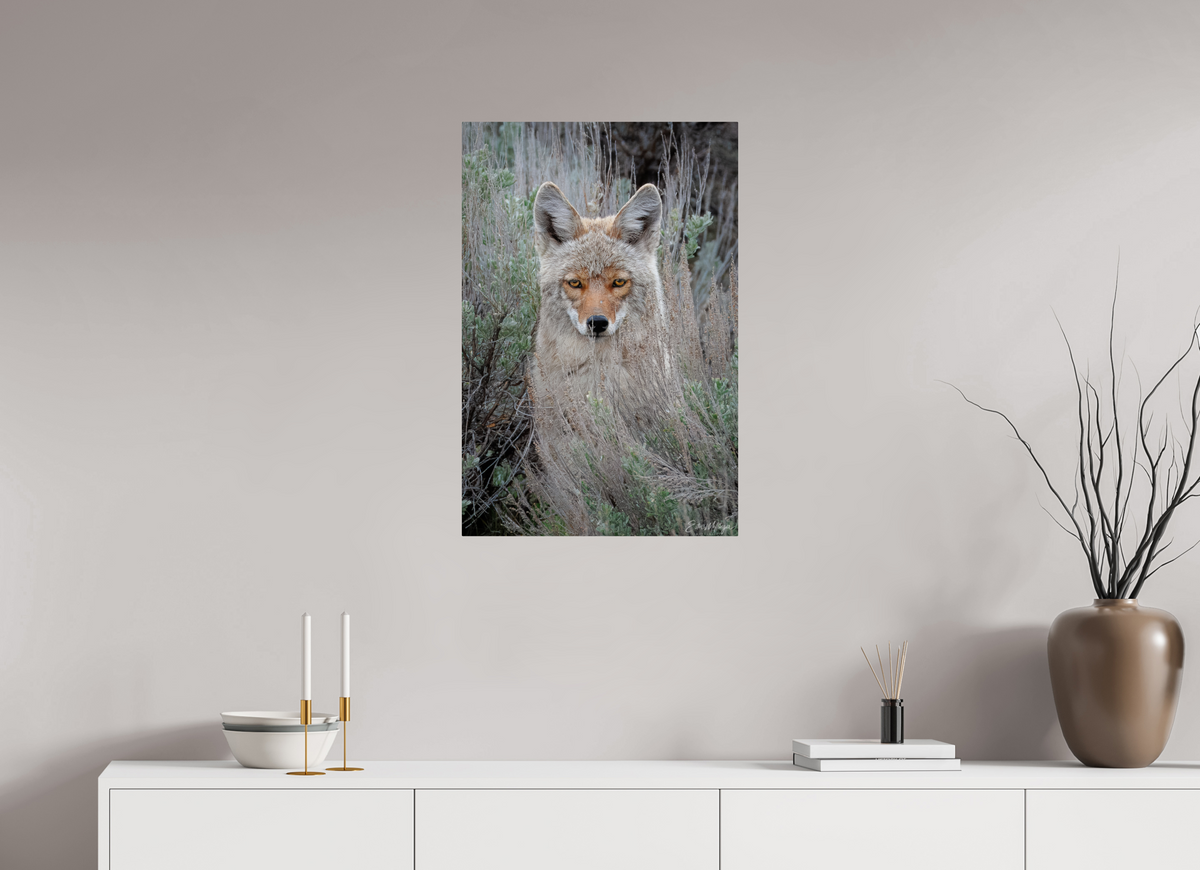 20 x 30″, Metal "Golden Gaze" - Coyote