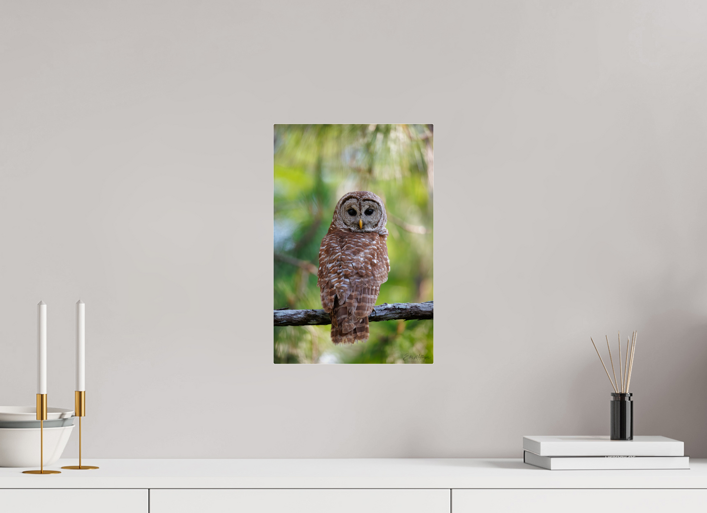 10 x 15″, Acrylic "..." - Barred Owl