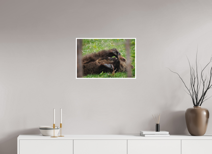 Bear chewing on its foot