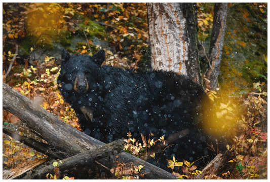 Main image "Between Seasons" - Black Bear