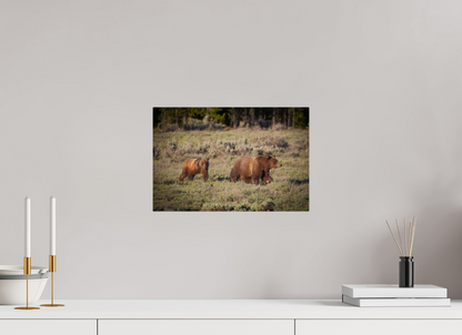 15 x 10″, Metal "Grizzly 399 & Spirit - Walking the Tetons"