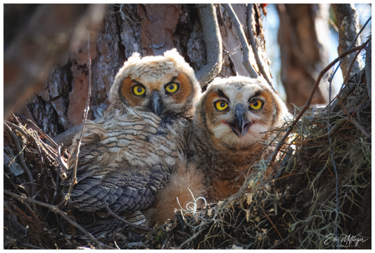 Main image "Hidden in the Pines" - Great Horned Owlets