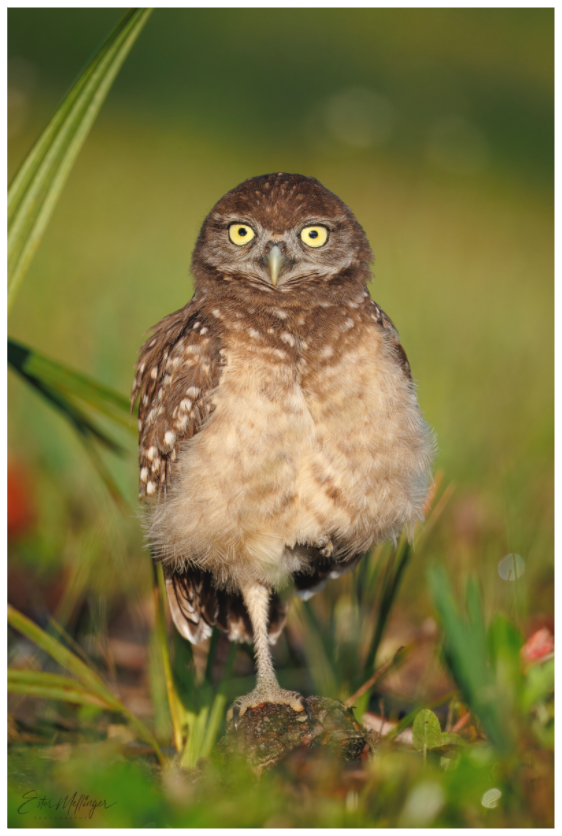 Main image "Little Lookout" - Burrowing owlet