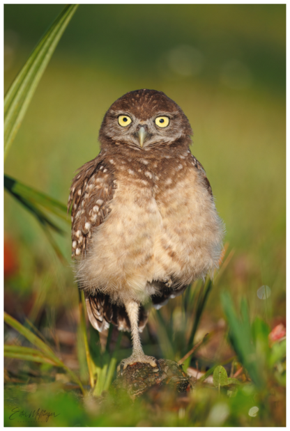 Main image "Little Lookout" - Burrowing owlet