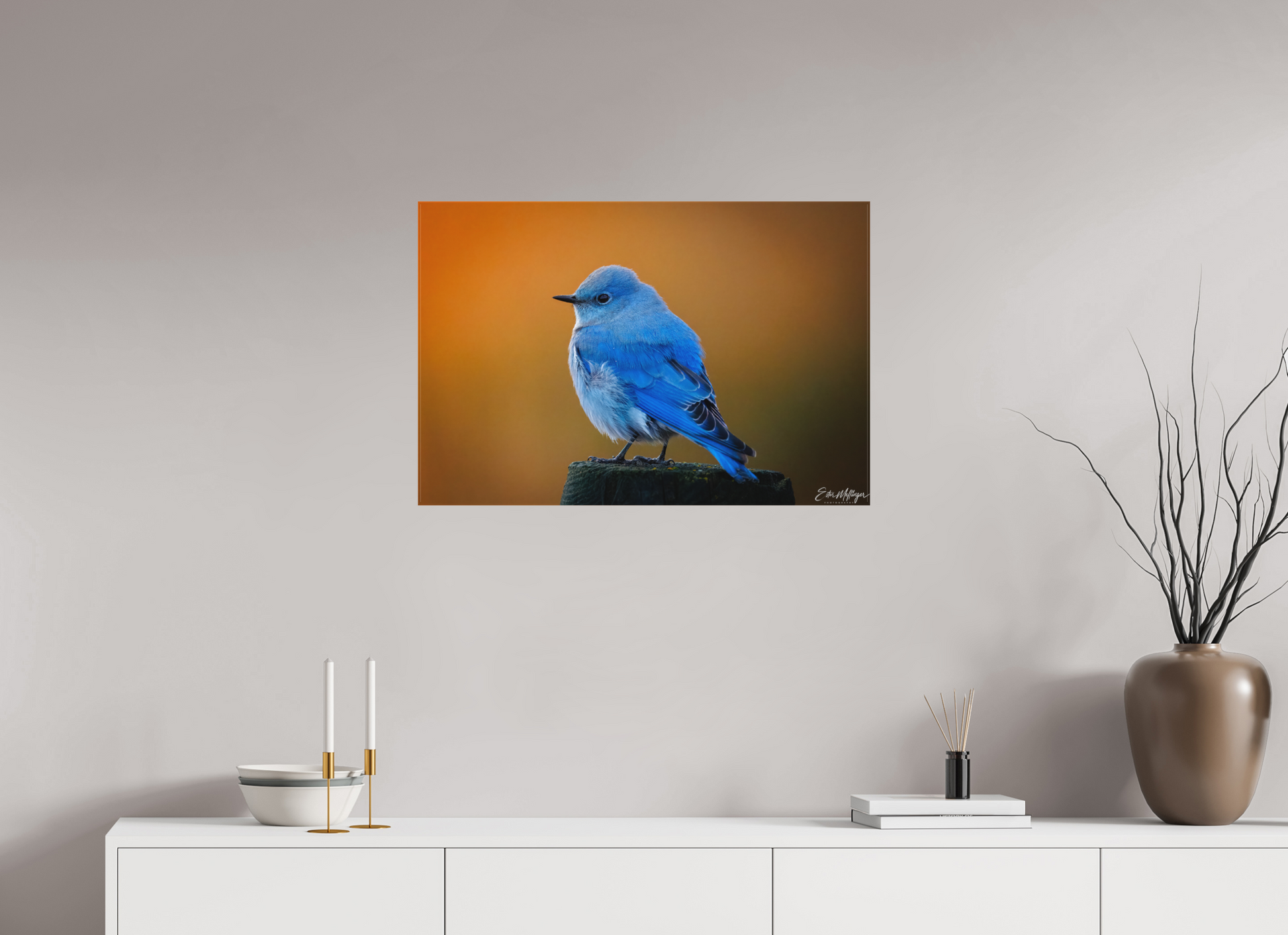 30 x 20″, Canvas "Sunrise Blue" - Mountain Bluebird