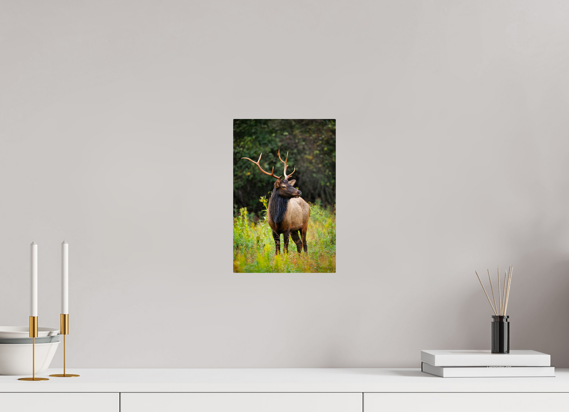 8 x 12″, Metal "The Watchful King" - Elk