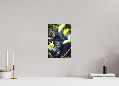 8 x 12″, Canvas "The Watchful One' - Silverback and his young