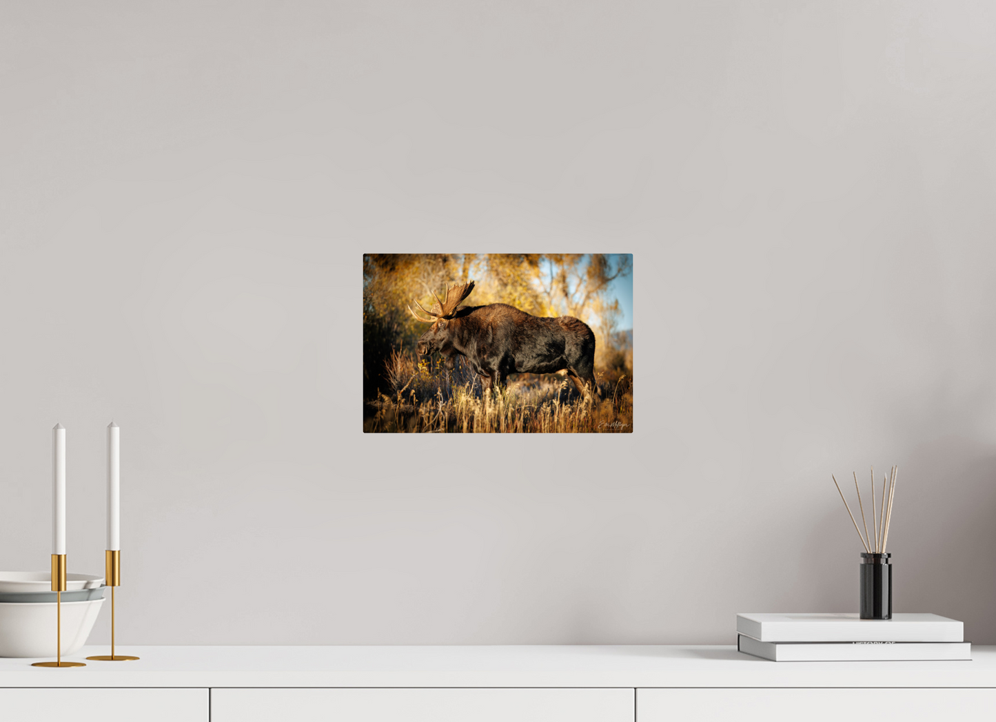 12 x 8″, Metal "Monarch of Gros Ventre - Presence" - Bull Moose