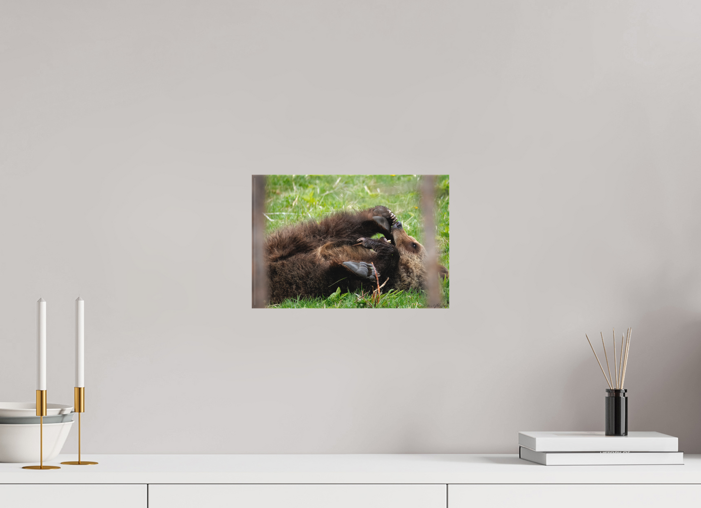 Bear chewing on its foot
