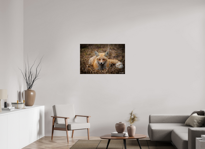 36 x 24″, Metal "Resting Ember" - Red Fox