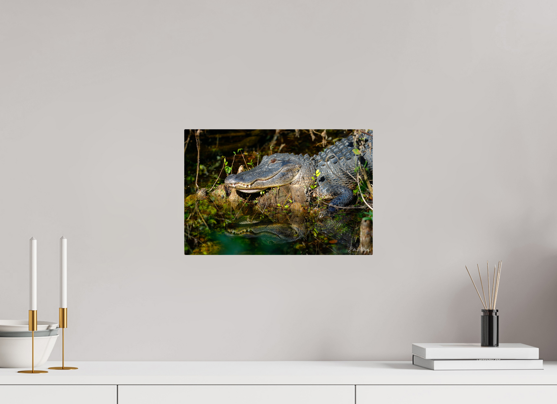 15 x 10″, Metal "Shadow of the Cypress" - American Alligator