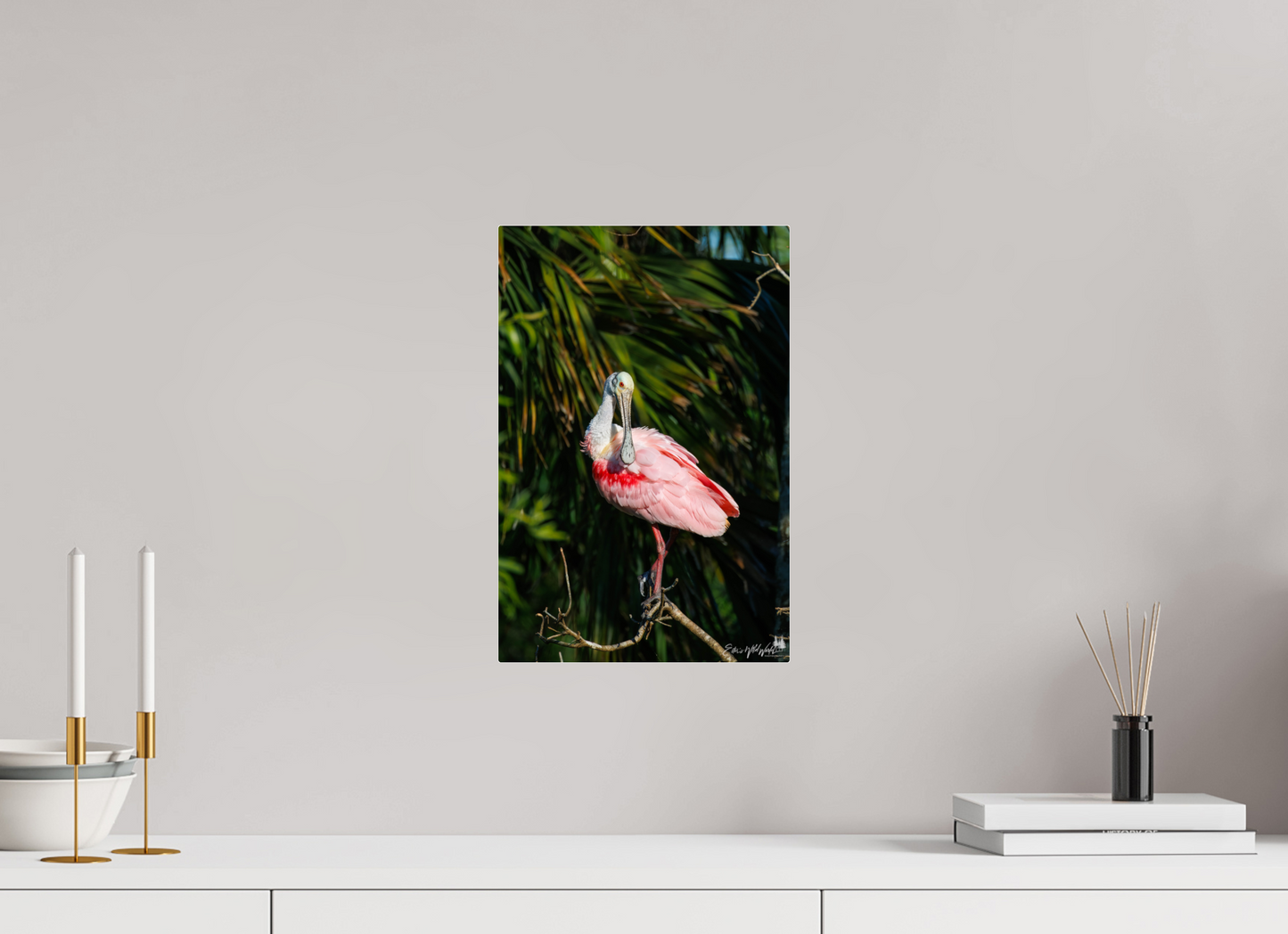 Preening spoonbill