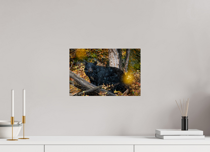 15 x 10″, Acrylic "Between Seasons" - Black Bear