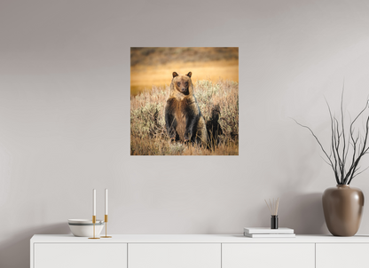 25 x 25″, Canvas "Standing Tall" - Grizzly Bear
