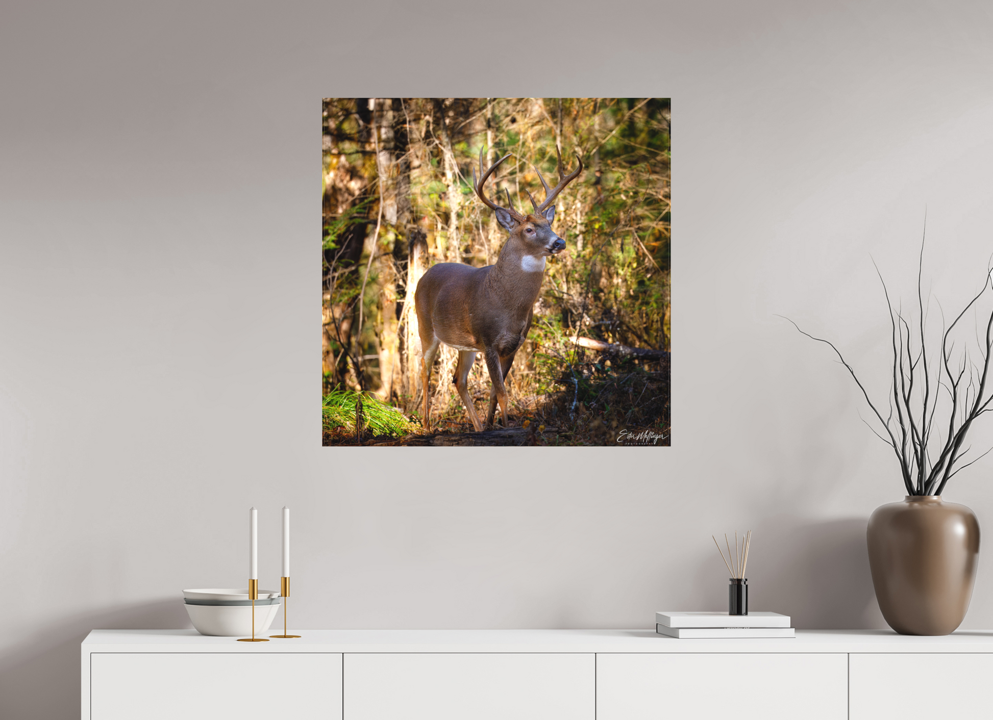 30 x 30″, Canvas "King of the Timberline" - White-tailed Buck