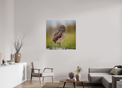 40 x 40″, Acrylic "The Stare Down" - Burrowing owlet