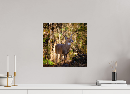15 x 15″, Metal "King of the Timberline" - White-tailed Buck