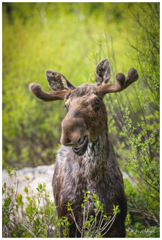 Main image "Willow Smile" - Moose