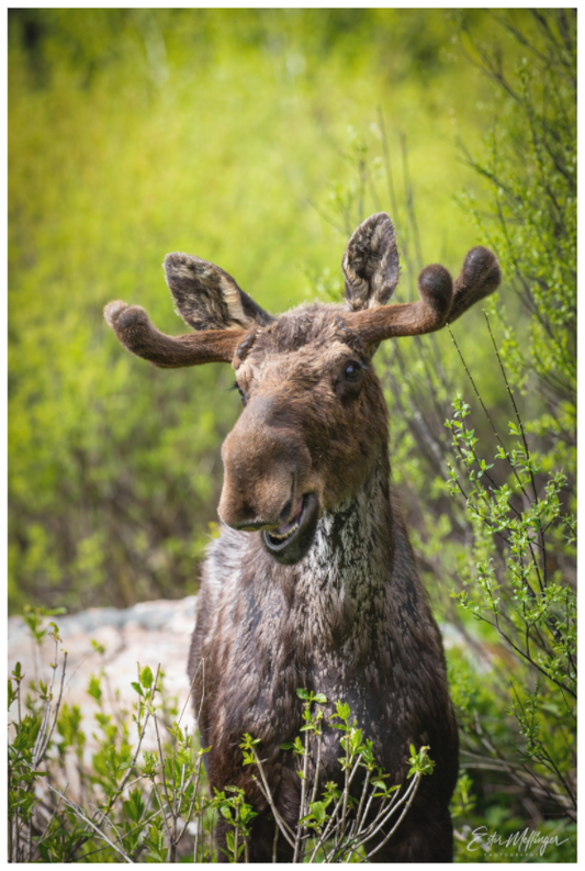 Main image "Willow Smile" - Moose