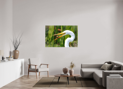 54 x 36″, Canvas "Marsh Hunter" - Great Egret