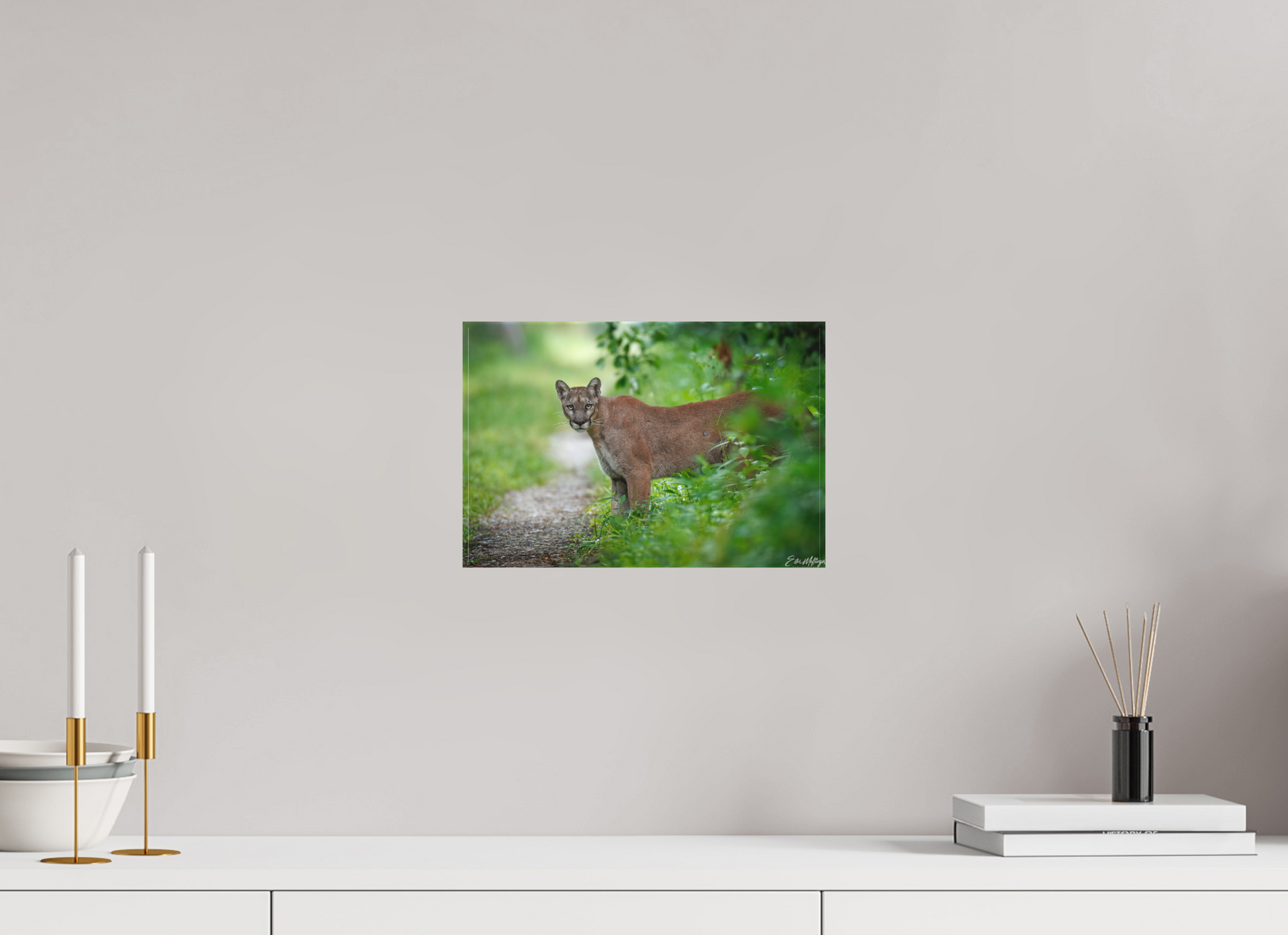 12 x 8″, Canvas Ghost of the Green Forest - Florida Panther
