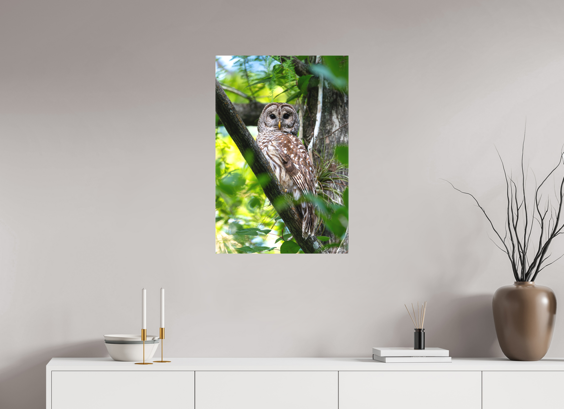20 x 30″, Canvas "..." - Barred Owl