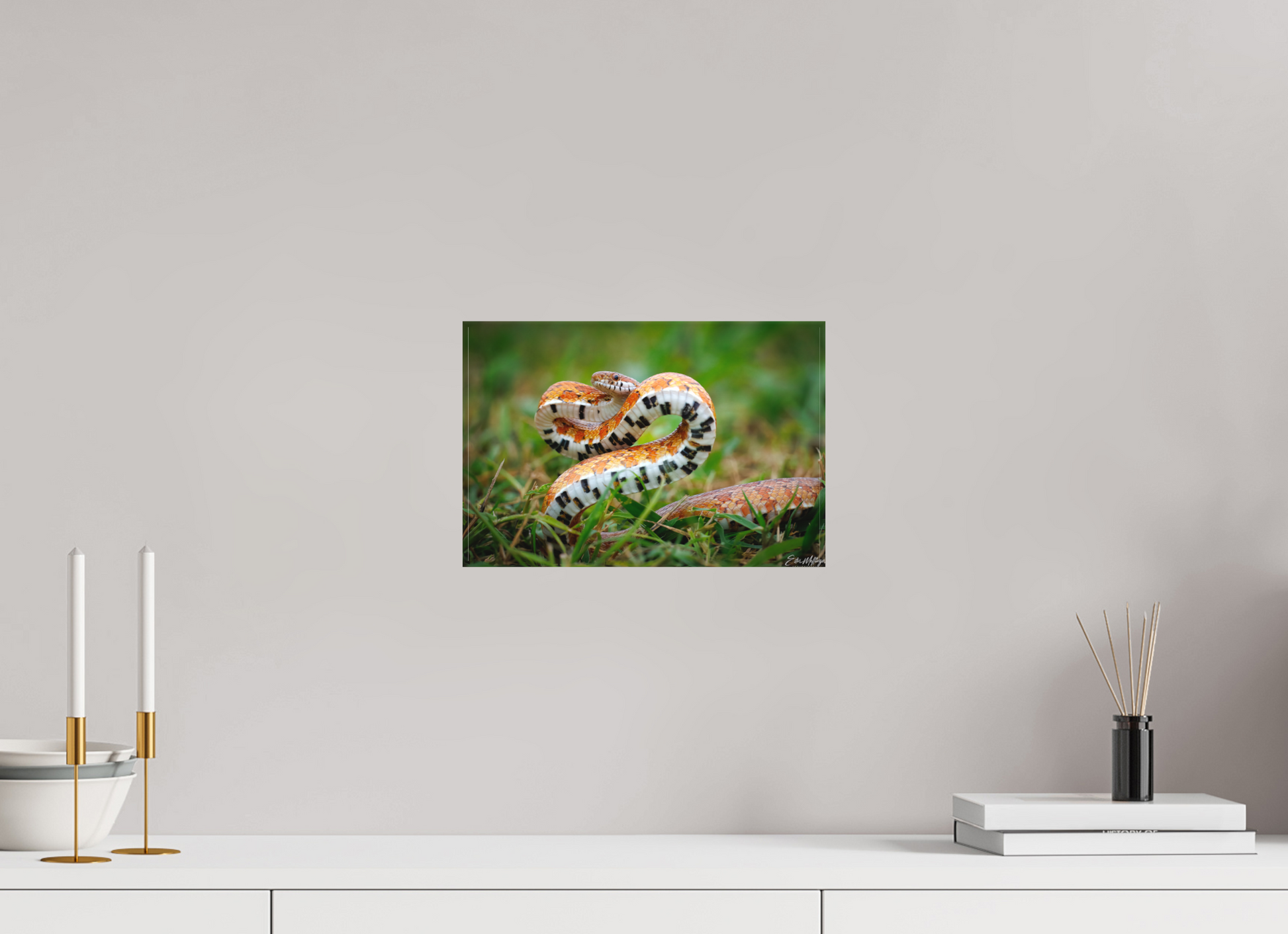 12 x 8″, Canvas "Wild Pattern" - Florida Corn Snake