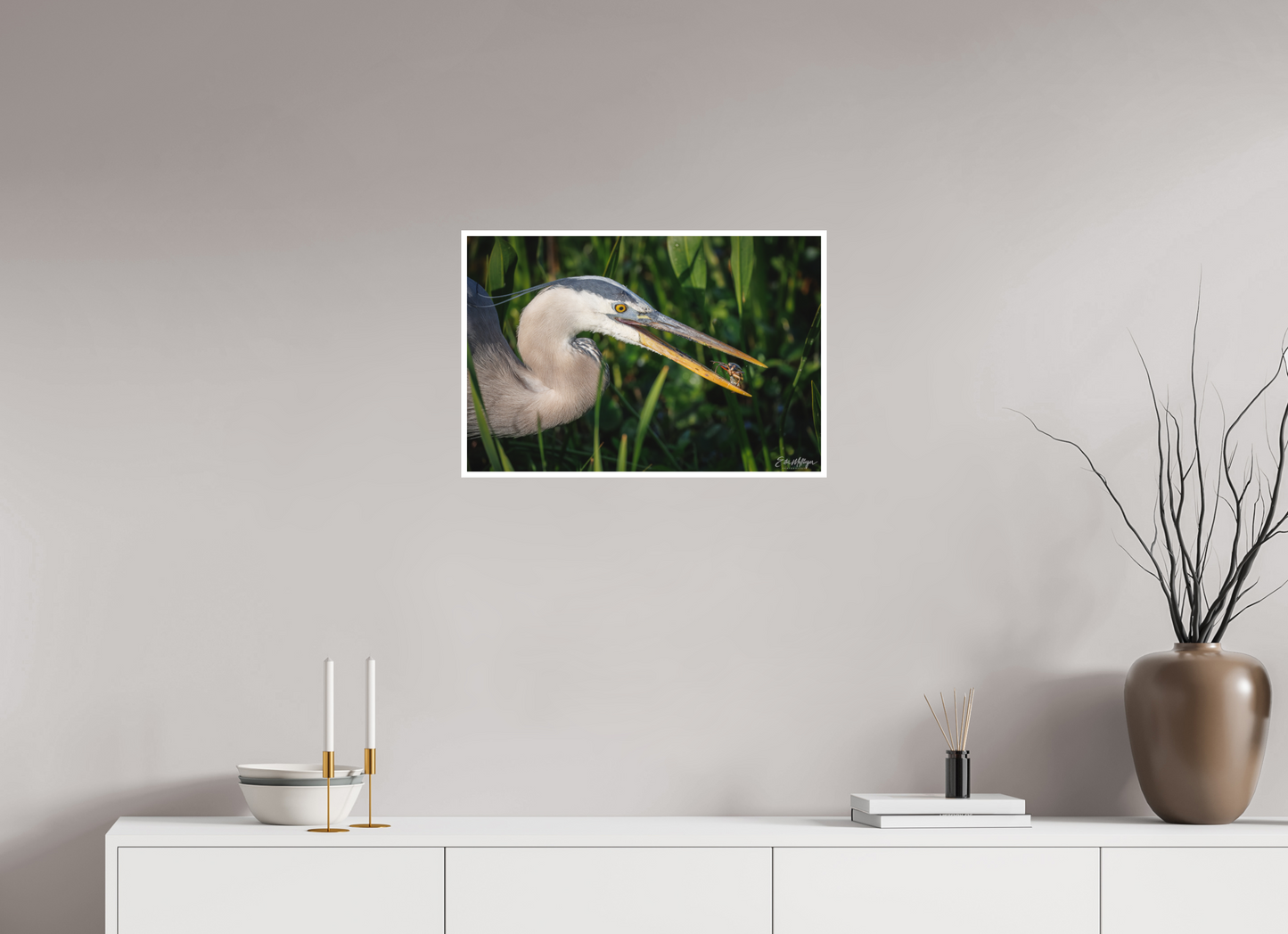 24 x 16″, Fine art print "The Catch" - Great Blue Heron