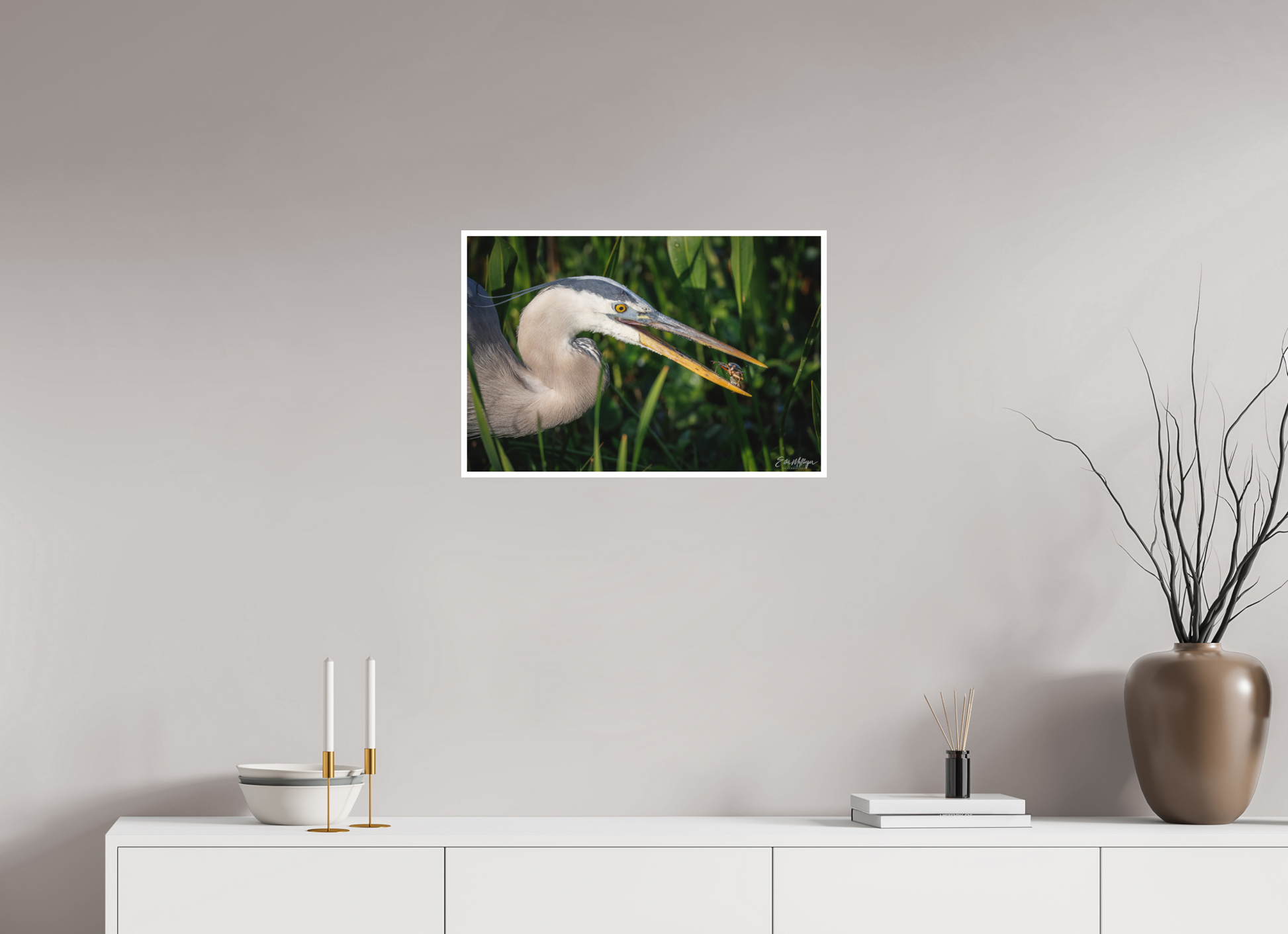 24 x 16″, Fine art print "The Catch" - Great Blue Heron