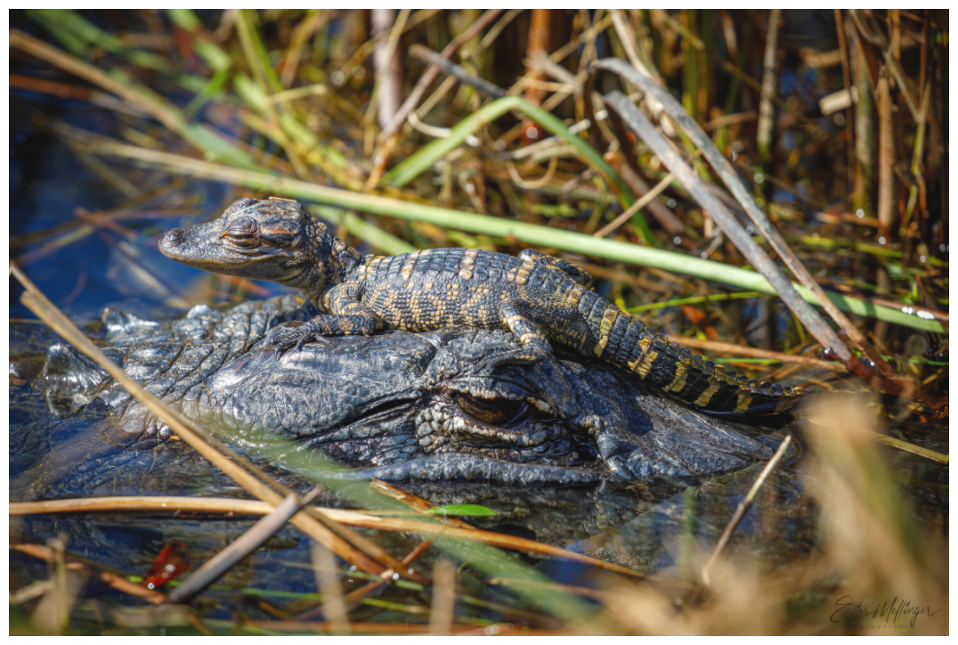 Main image "Perched Above" - Baby Alligator