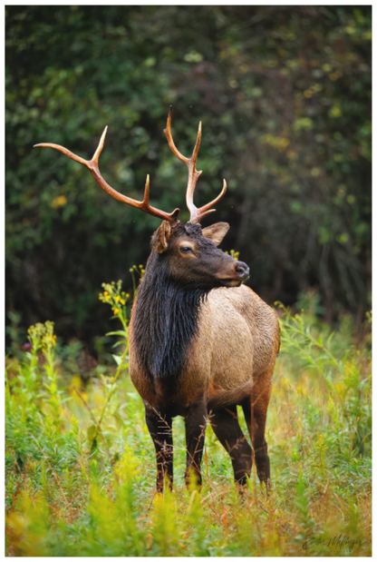 Main image "The Watchful King" - Elk