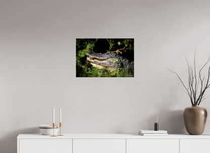 24 x 16″, Metal "At the Water's Edge" - American Alligator