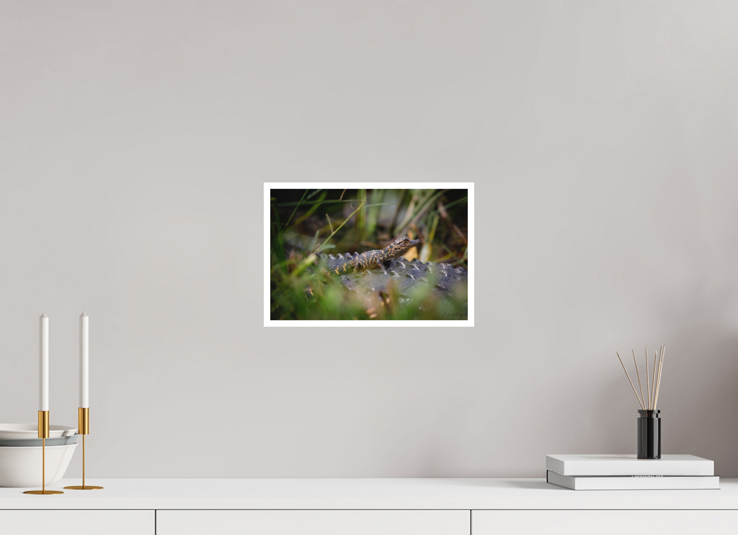 12 x 8″, Fine art print "Backseat Explorer" - Baby Alligator