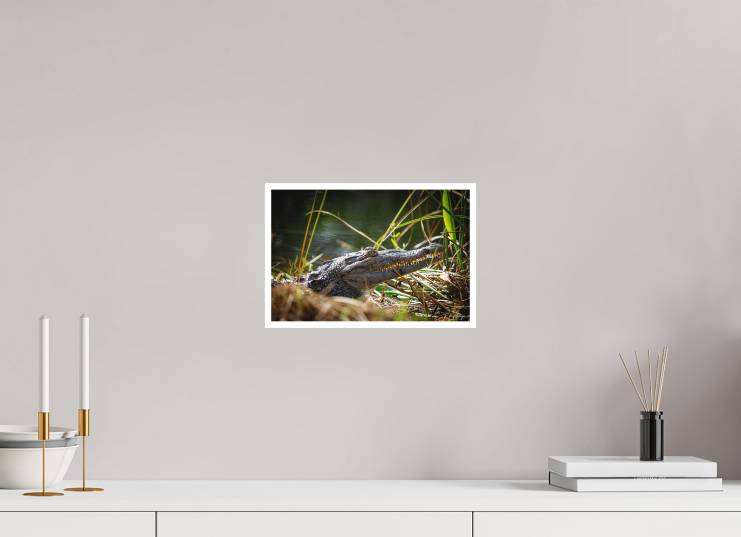 12 x 8″, Fine art print "Teeth of Time" - American Crocodile