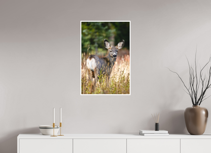 20 x 30″, Fine art print "The Look Back" - Mule Deer